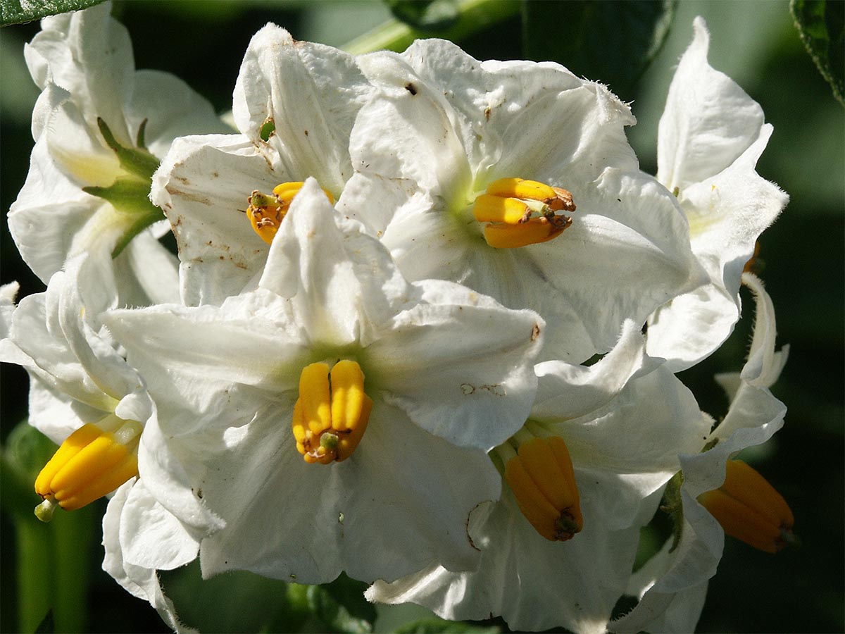 Solanum tuberosum